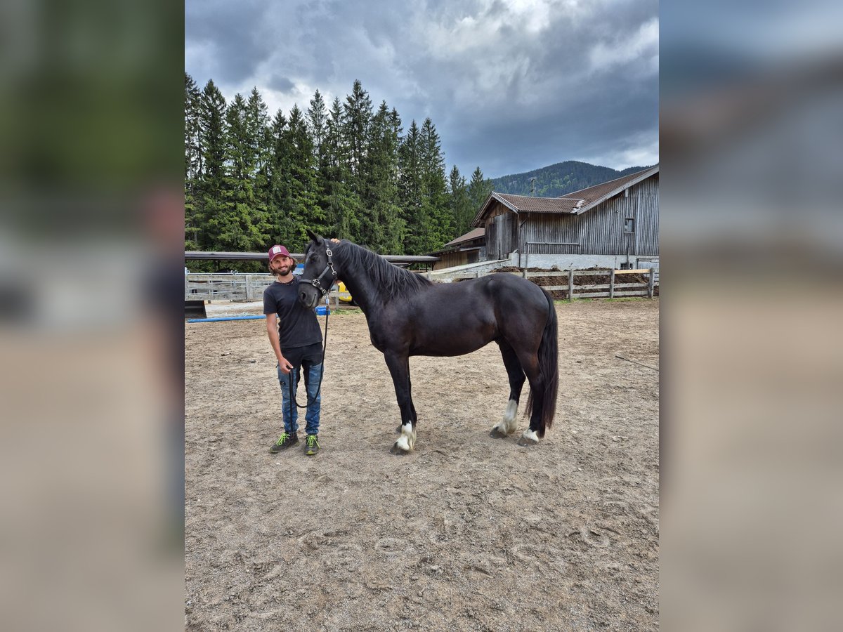 Barockpinto Wallach 5 Jahre 165 cm Rappe in Achenkirch