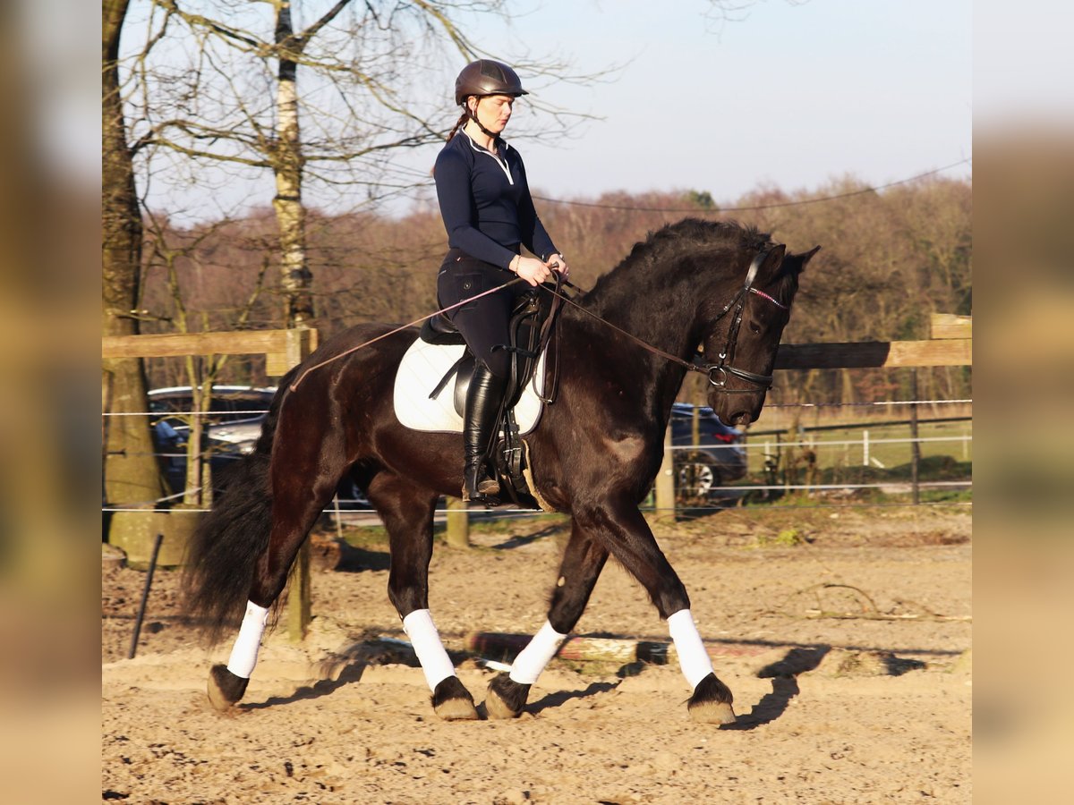 Barockpinto Wallach 6 Jahre 160 cm Rappe in uelsen