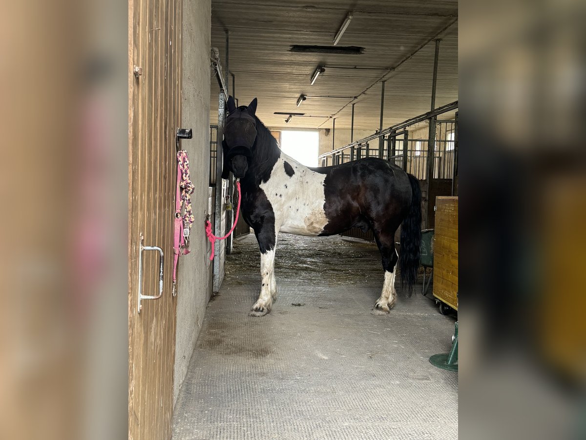 Barockpinto Mix Wallach 6 Jahre 163 cm Overo-alle-Farben in Gänserndorf