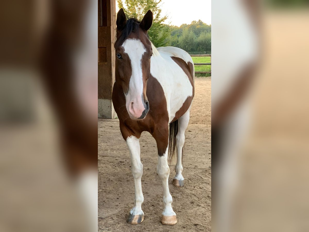 Barockpinto Mix Wallach 7 Jahre 163 cm Tobiano-alle-Farben in Ronnenberg
