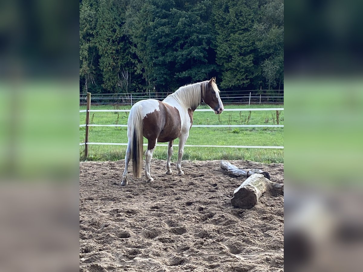 Barockpinto Mix Wallach 8 Jahre 163 cm Schecke in Grasberg