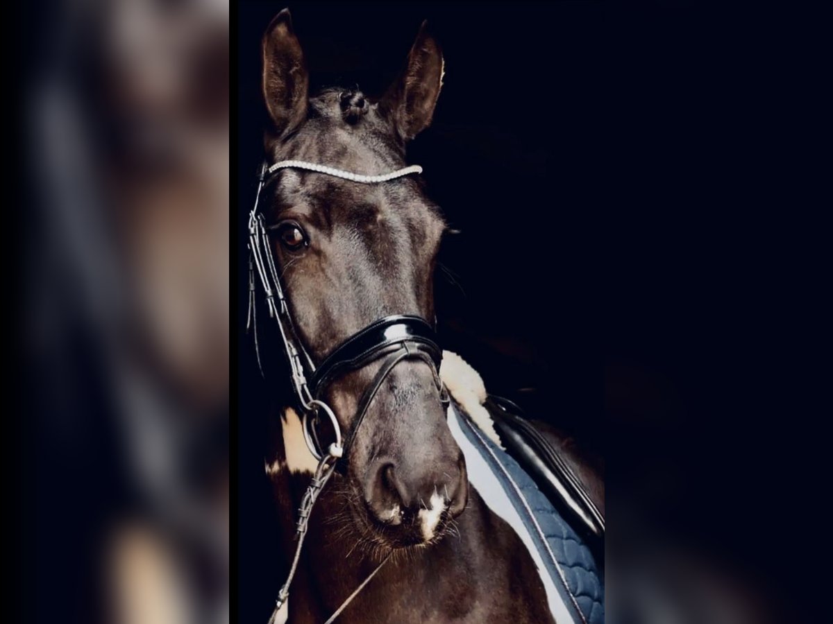 Barockpinto Wallach 8 Jahre 168 cm Schecke in Munster