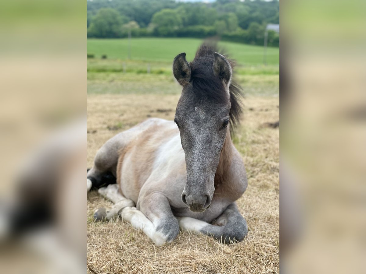 Barokowy pinto Klacz 1 Rok 160 cm Srokata in Aachen