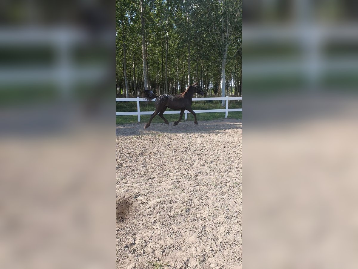 Barokowy pinto Klacz 1 Rok 165 cm Tarantowata in Cento
