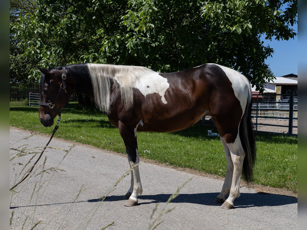 Barokowy pinto Klacz 2 lat 145 cm Srokata in Kappelen