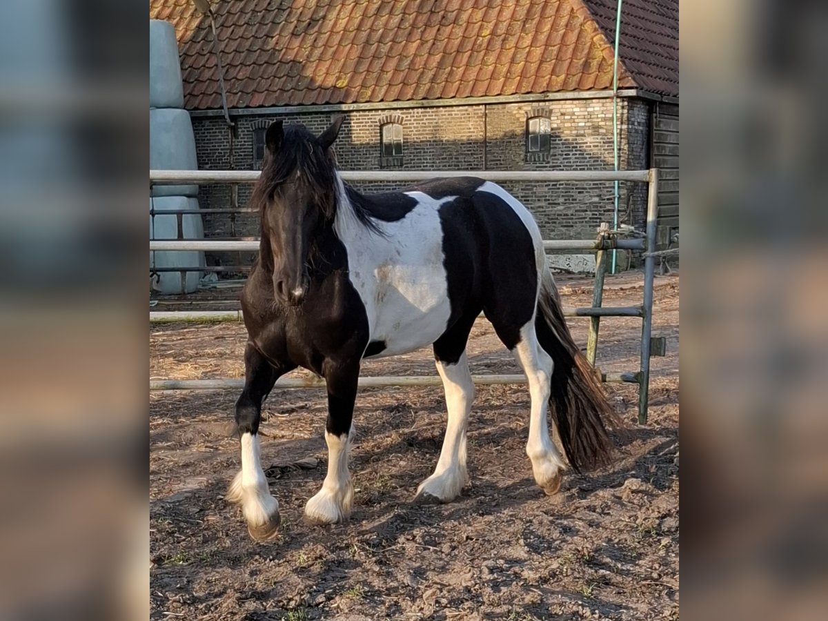 Barokowy pinto Klacz 3 lat 158 cm Tobiano wszelkich maści in Oosterzee