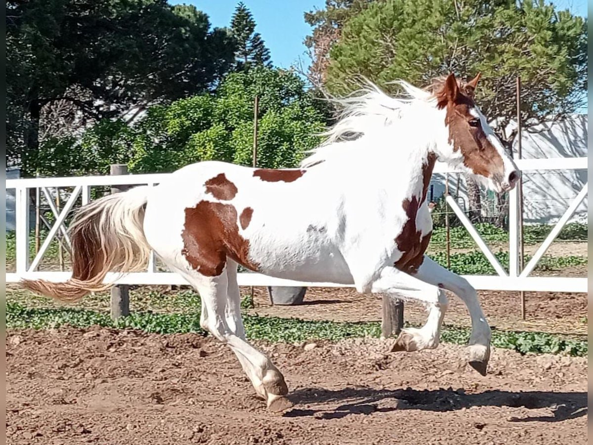 Barokowy pinto Klacz 5 lat 159 cm in Chiclana de la Frontera