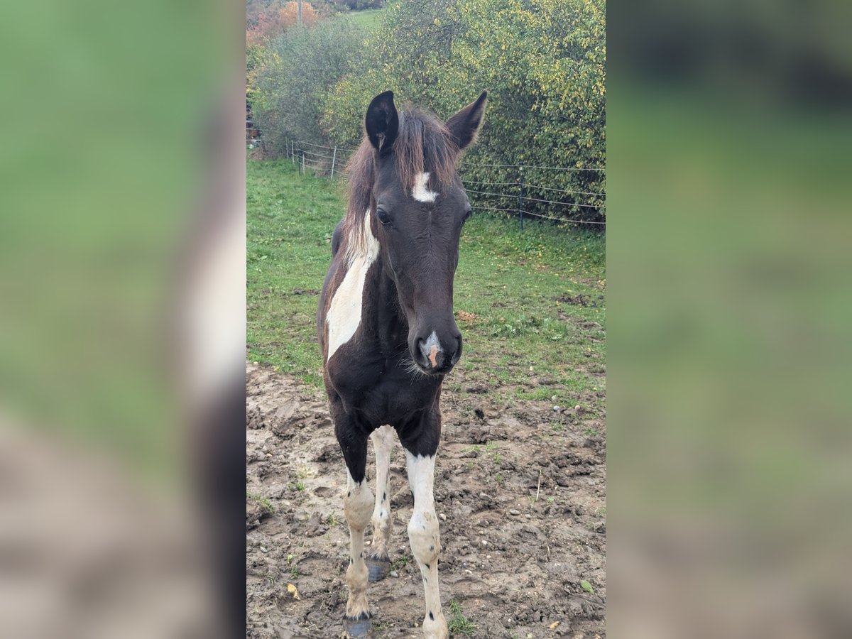 Barokowy pinto Klacz Źrebak (05/2025) 160 cm Srokata in Engen