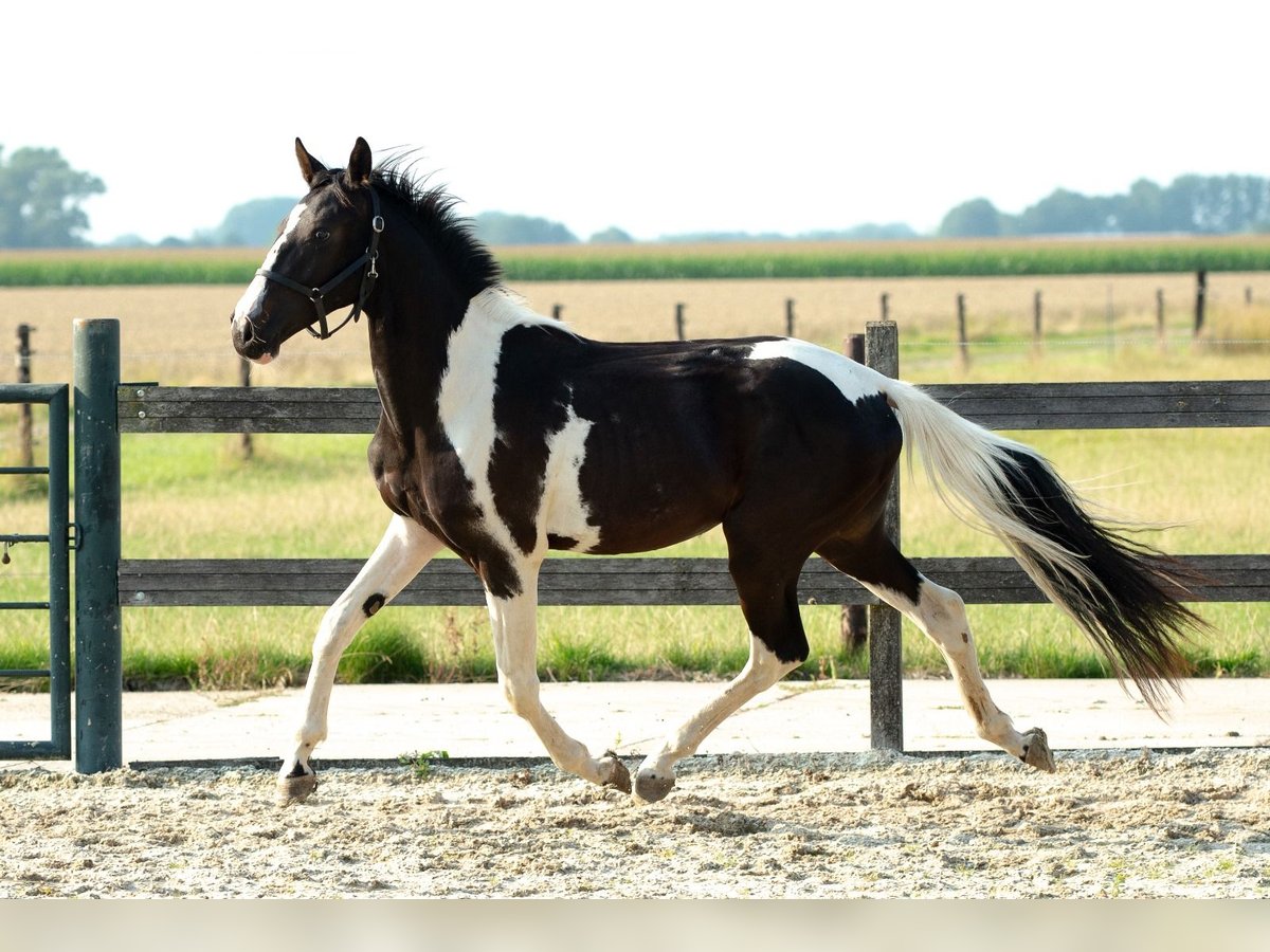 Barokowy pinto Mix Ogier 1 Rok 155 cm Tobiano wszelkich maści in Babyloni&#xEB;nbroek