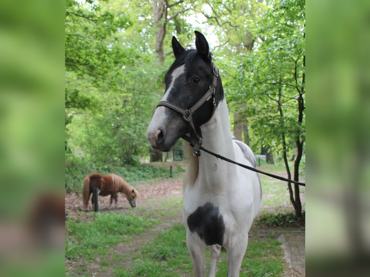 Barokowy pinto Wałach 2 lat 170 cm Srokata in Hoogstede