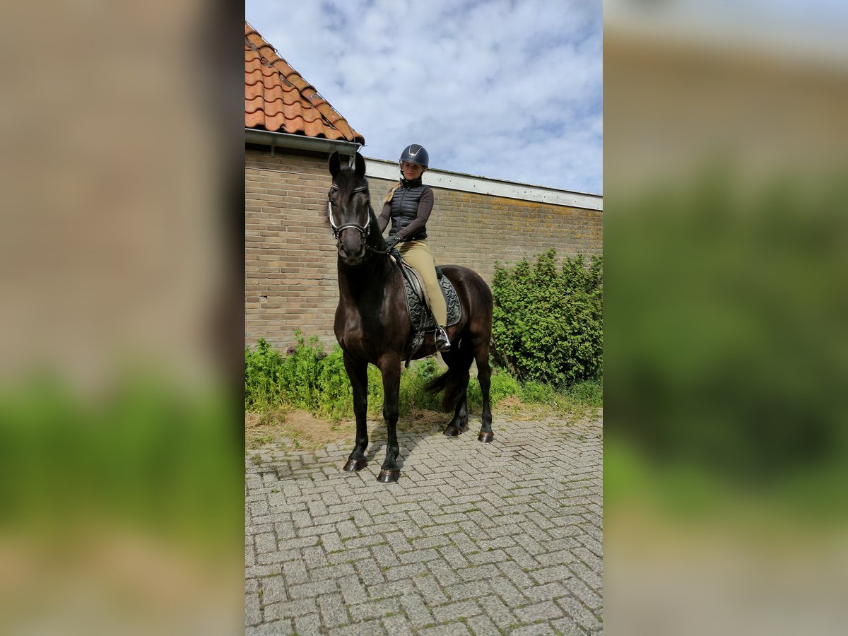 Barokowy pinto Wałach 3 lat 160 cm Kara in hollum ameland