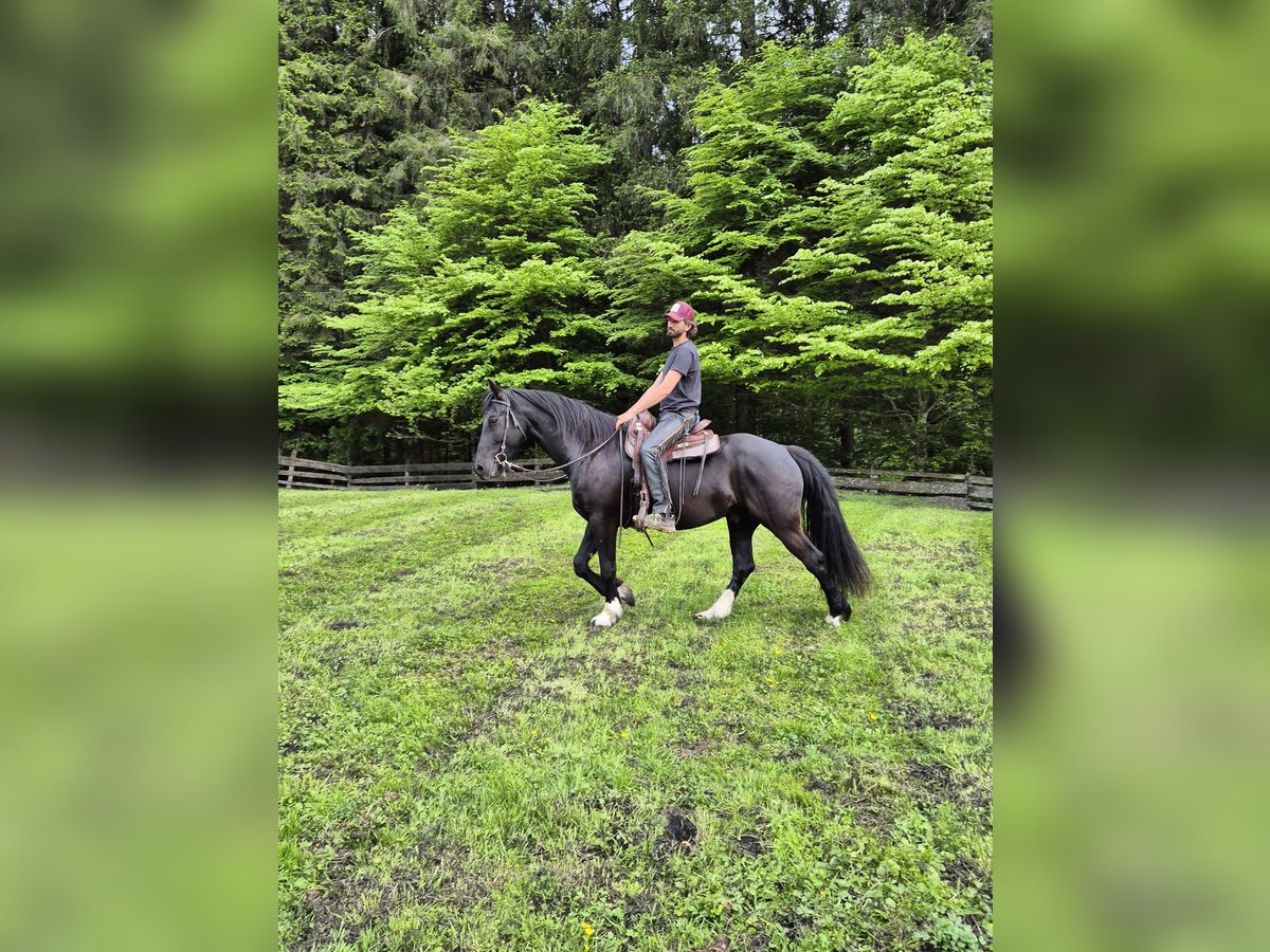 Barokowy pinto Wałach 5 lat 165 cm Kara in Achenkirch