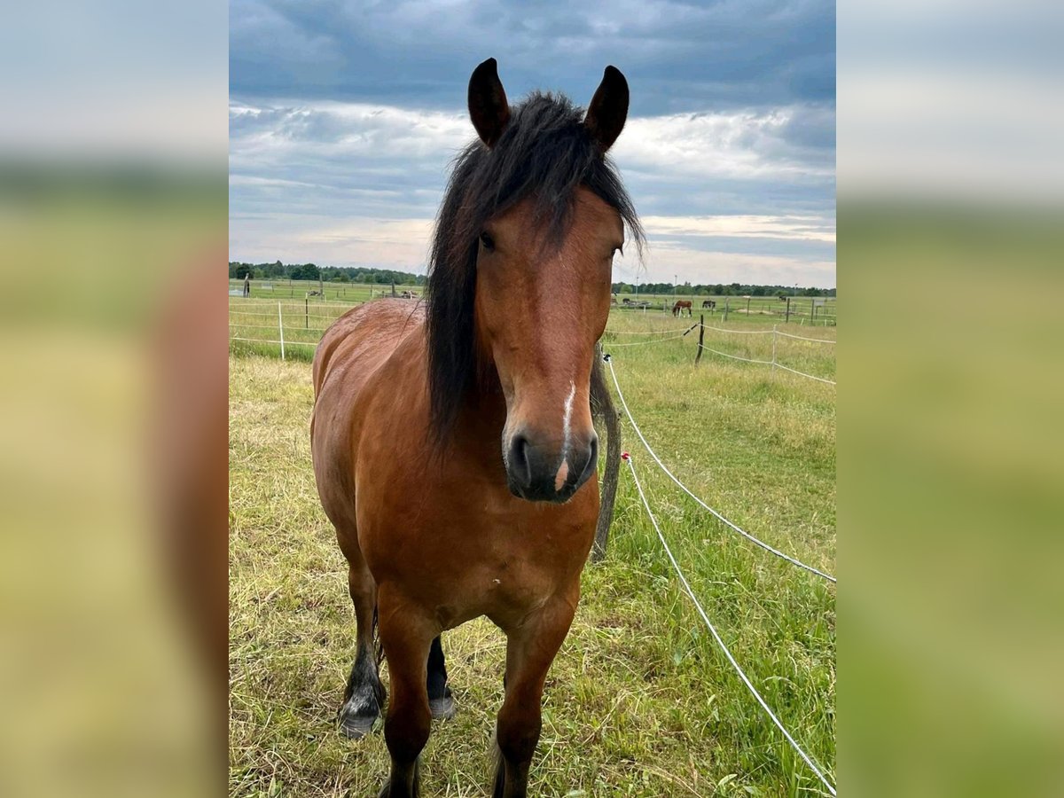 Barokowy pinto Mix Wałach 6 lat 163 cm Jasnogniada in Kloster Lehnin