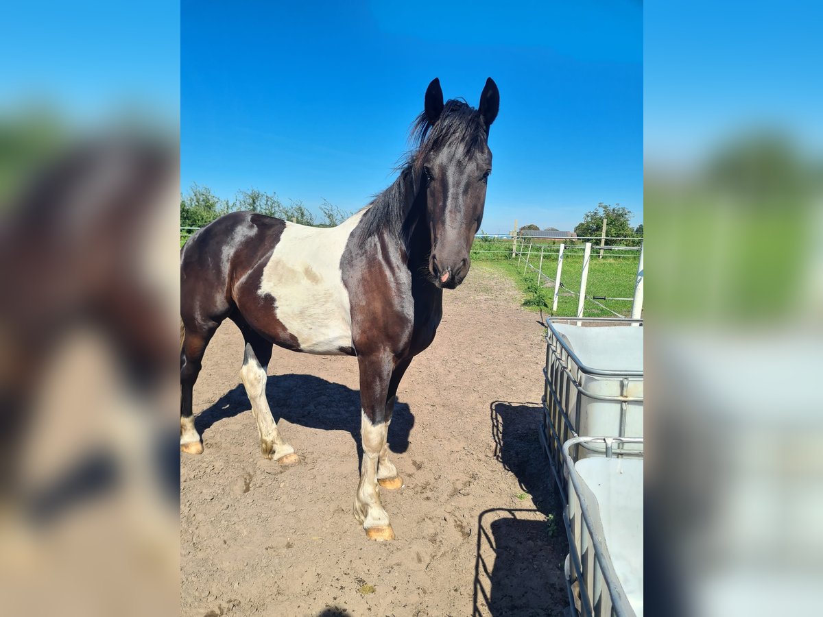 Barokowy pinto Wałach 5 lat 160 cm Srokata in Meppen