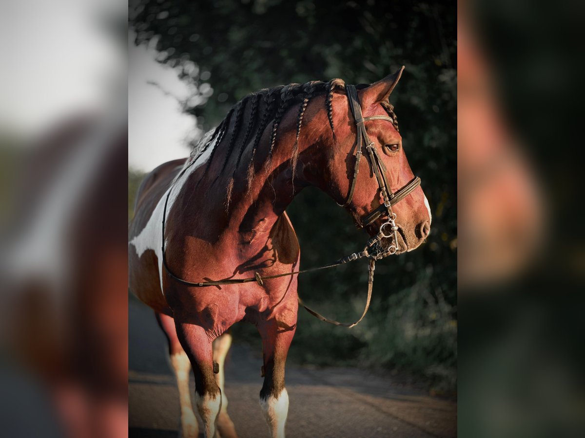 Baroque Pinto Gelding 11 years 15,2 hh Pinto in Hohenau