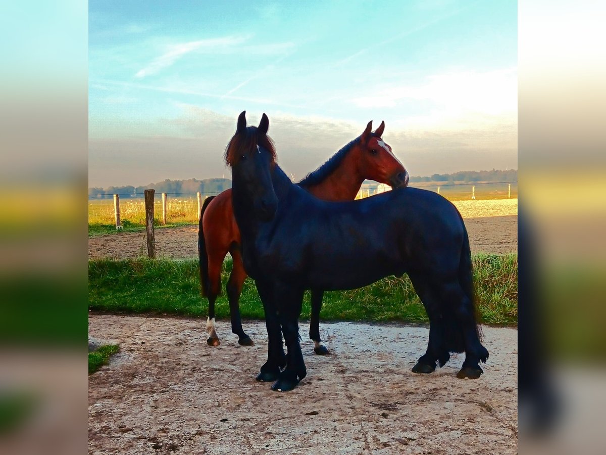 Baroque Pinto Gelding 13 years 15,2 hh Black in Nindorf