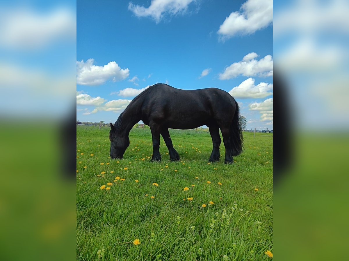 Baroque Pinto Gelding 13 years 15,2 hh Black in Nindorf