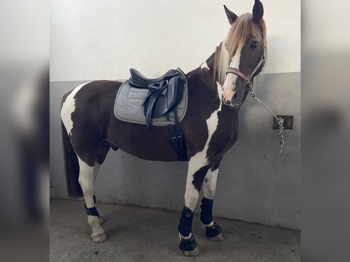 Baroque Pinto Mix Gelding 13 years 15,3 hh Pinto in Schmallenberg