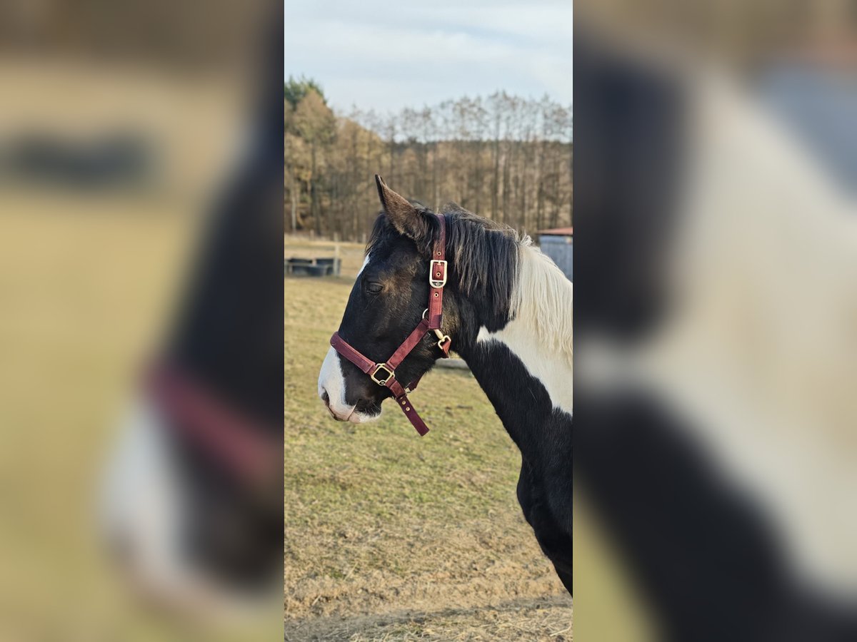 Baroque Pinto Gelding 1 year Tobiano-all-colors in Plzen