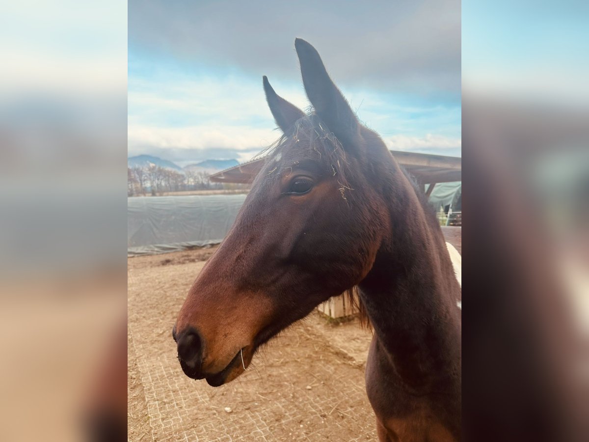 Baroque Pinto Gelding 3 years 15 hh Pinto in Neuhaus