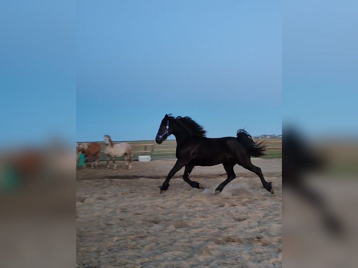 Baroque Pinto Gelding 3 years 15,2 hh Black in hollum ameland