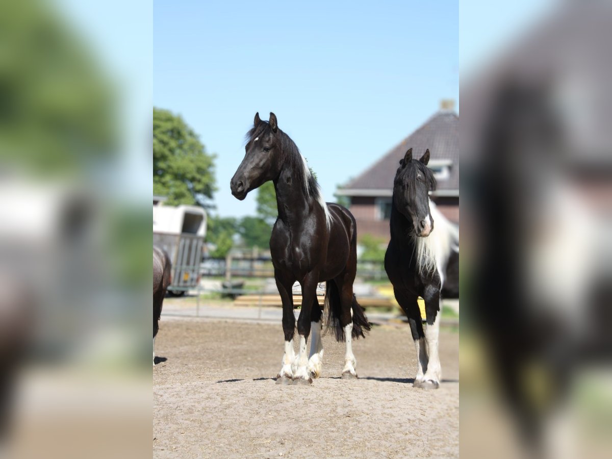 Baroque Pinto Mix Gelding 3 years 15,2 hh Pinto in Hellendoorn