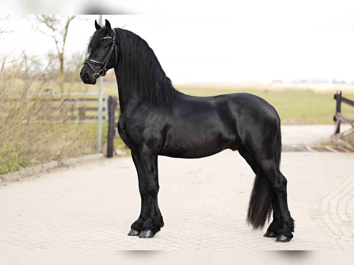 Baroque Pinto Gelding 4 years 15,2 hh Black in Britswert