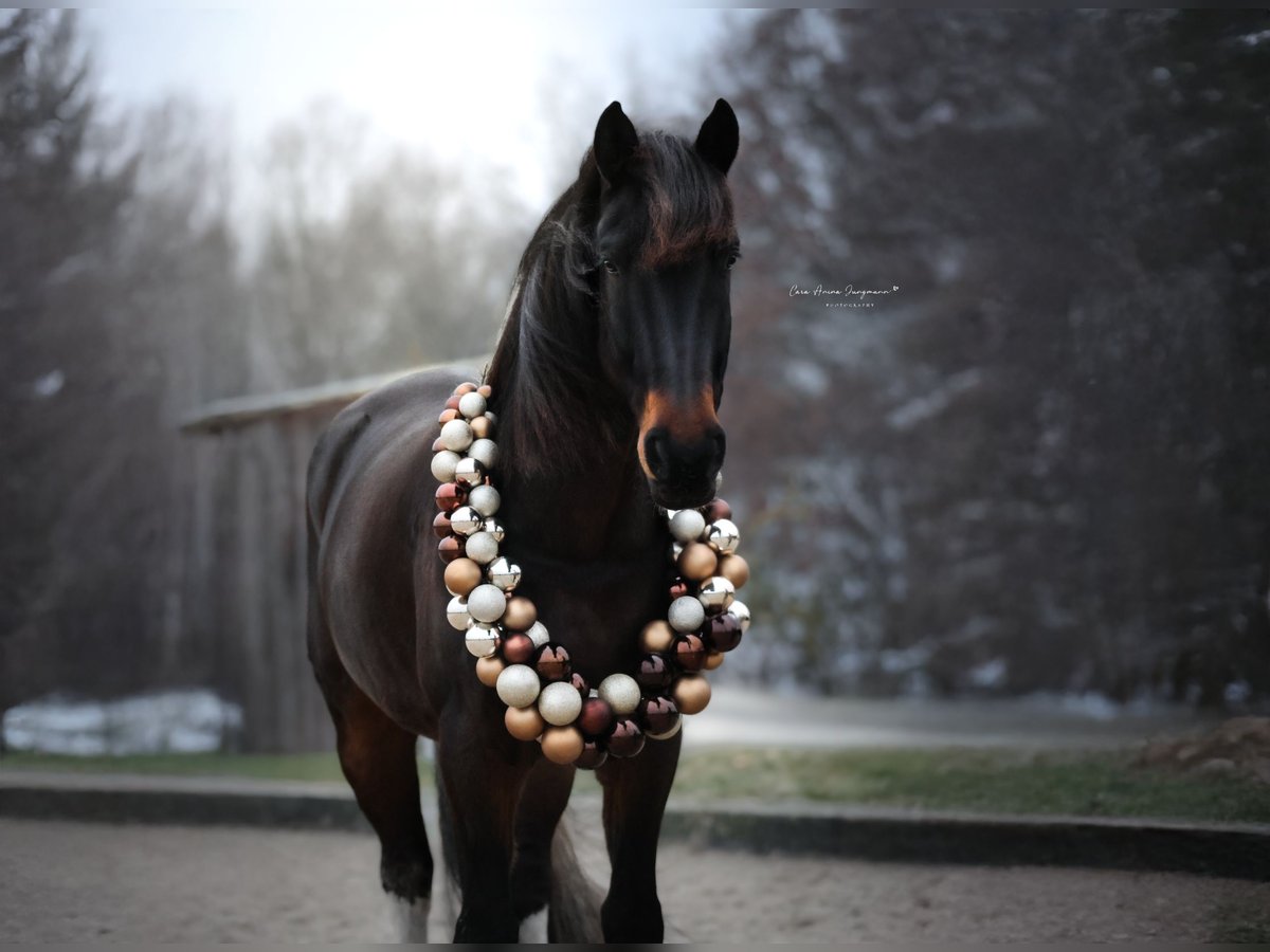 Baroque Pinto Gelding 7 years 16,2 hh Pinto in Diepholz