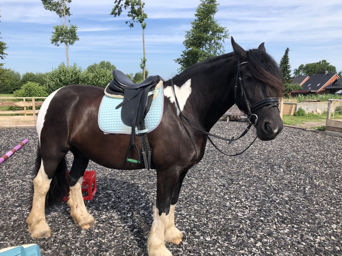 Baroque Pinto Mare 10 years 16,1 hh Pinto in H&#xF6;rstenBreiholz