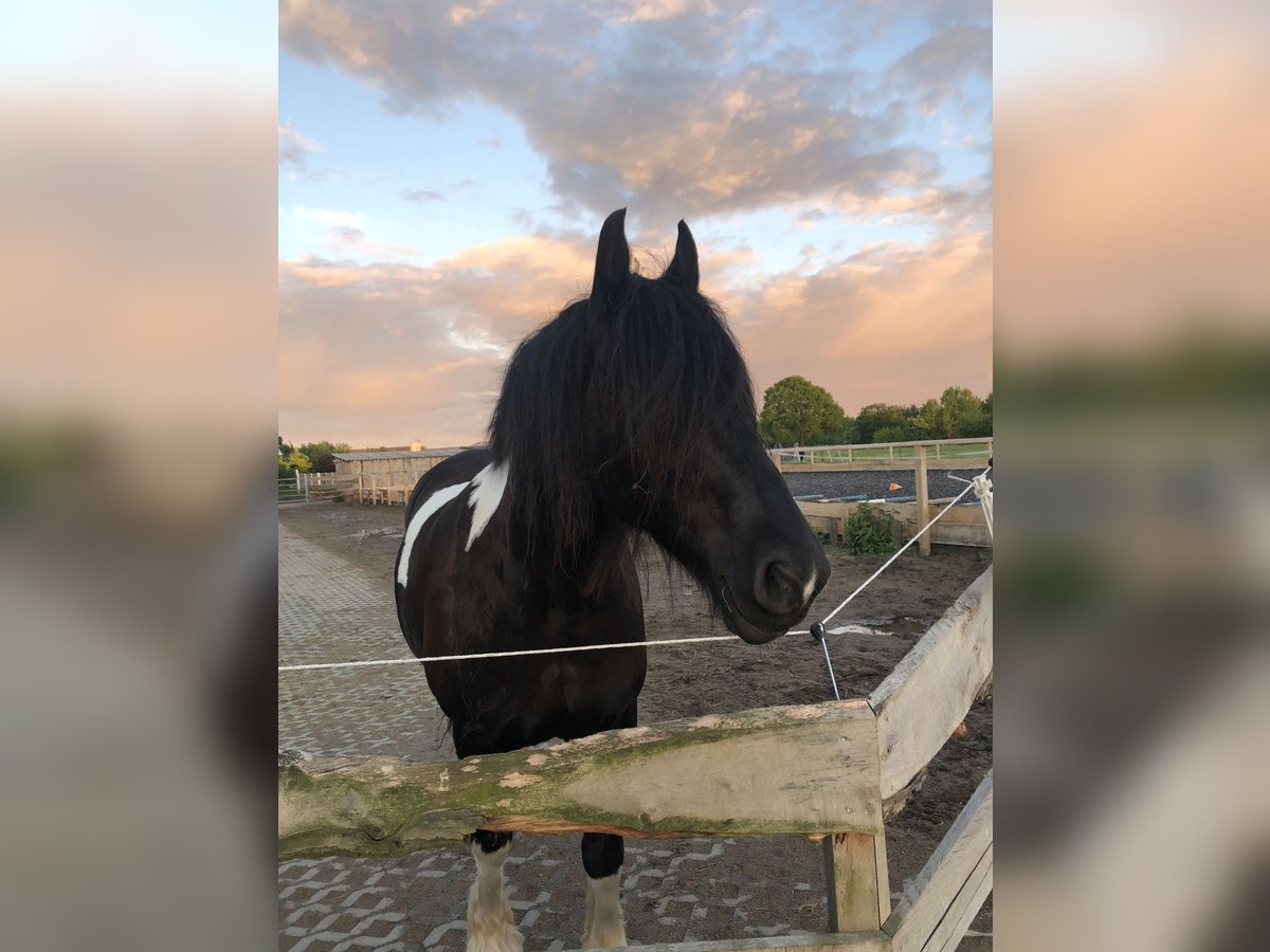 Baroque Pinto Mare 10 years 16,1 hh Pinto in H&#xF6;rstenBreiholz