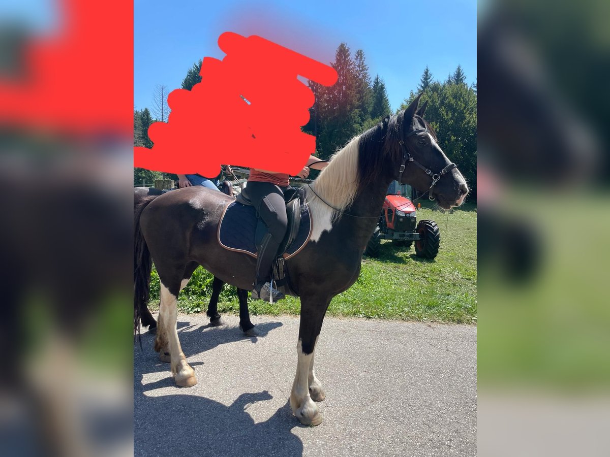 Baroque Pinto Mare 11 years 16 hh Pinto in Bassano del grappa VI