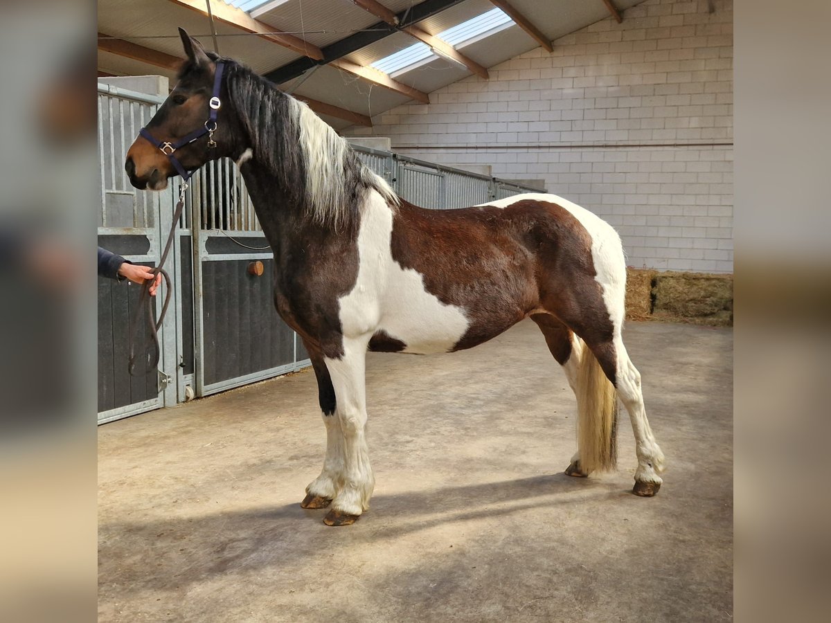Baroque Pinto Mare 12 years 16 hh in Bladel
