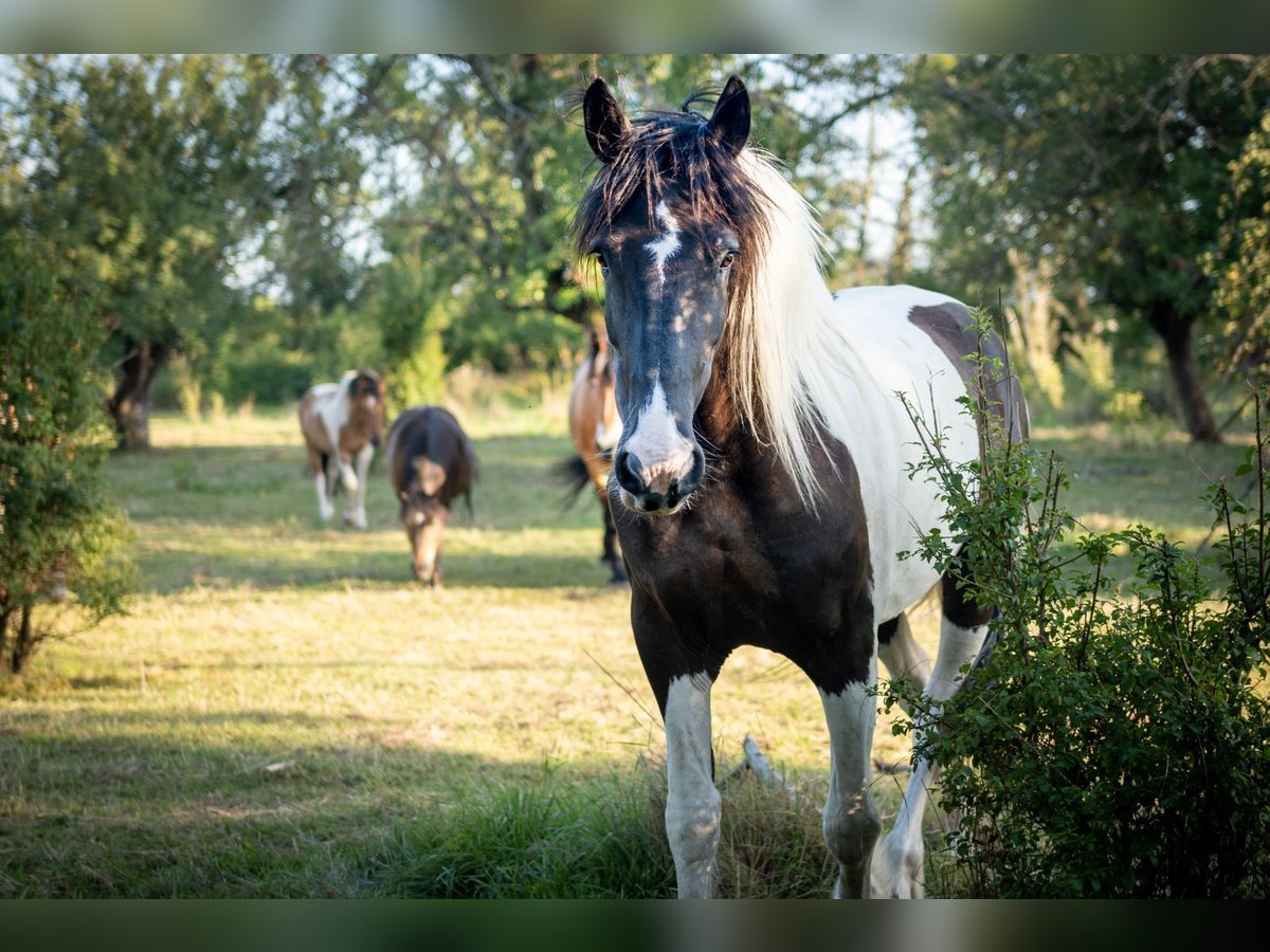 Baroque Pinto Mare 12 years 16 hh Tobiano-all-colors in Brandis