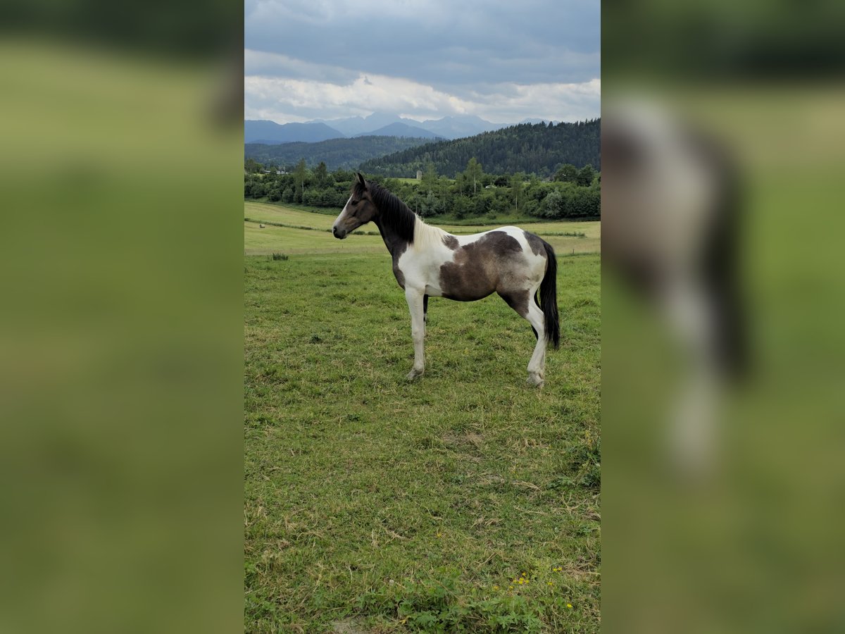 Baroque Pinto Mix Mare 1 year 13,2 hh Pinto in Feldkirchen in K&#xE4;rnten