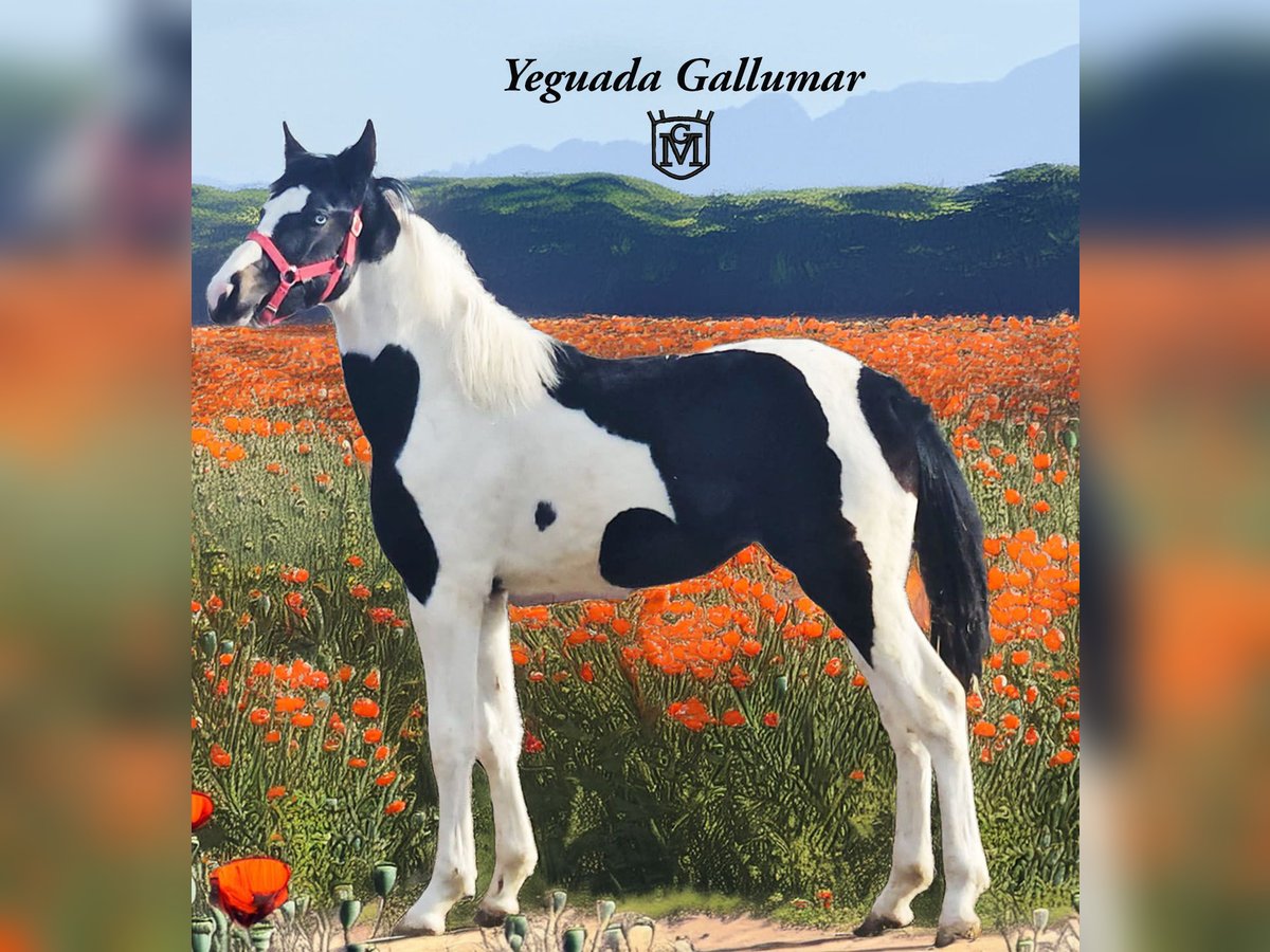 Baroque Pinto Mare 1 year 15,1 hh Pinto in Soto, El (Illana)Hontoba