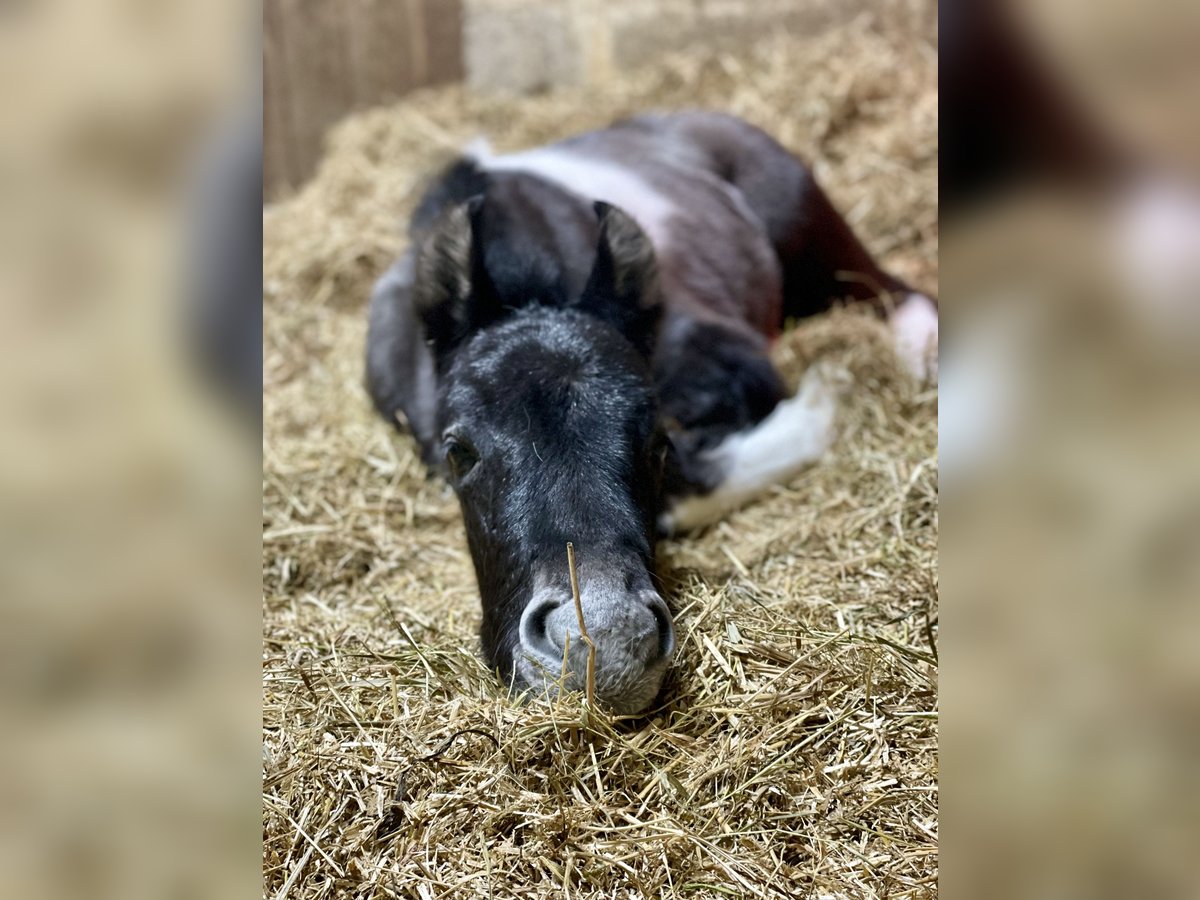 Baroque Pinto Mare 1 year 15,2 hh Pinto in Aachen