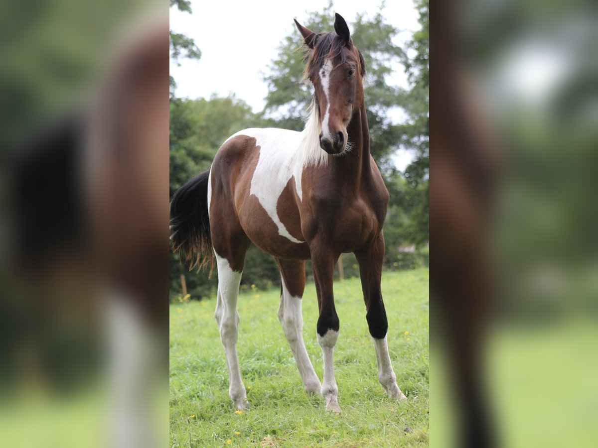 Baroque Pinto Mix Mare 1 year 16,2 hh Pinto in Noordwijk
