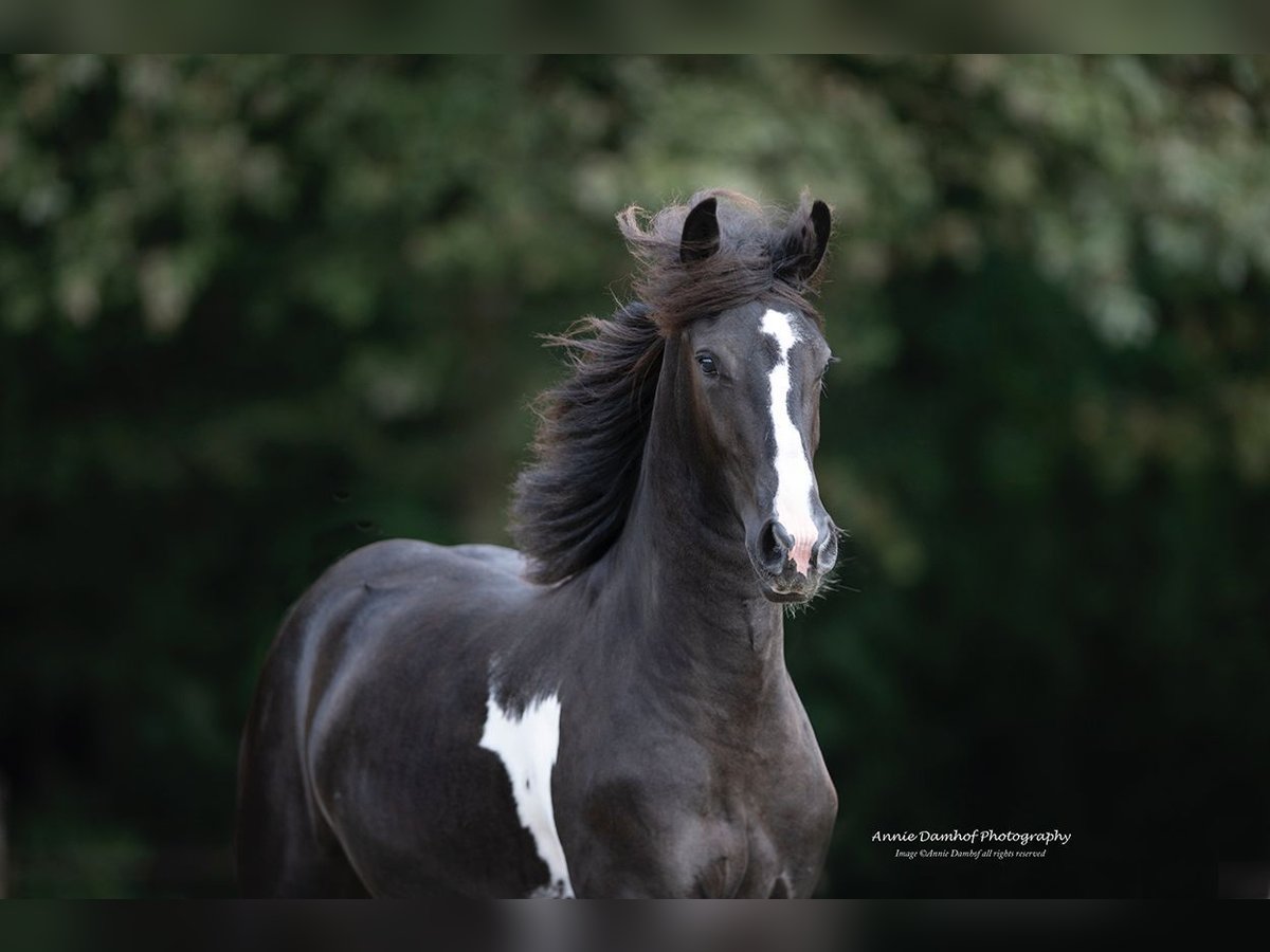 Baroque Pinto Mare 2 years 16 hh Tobiano-all-colors in Zuidwolde