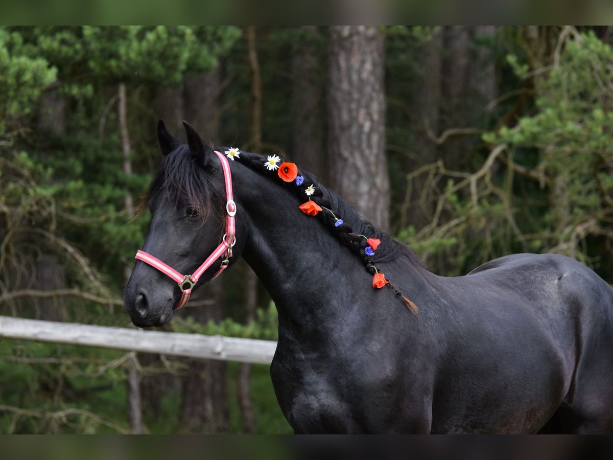 Baroque Pinto Mare 2 years 17 hh Black in Plzeň-sever