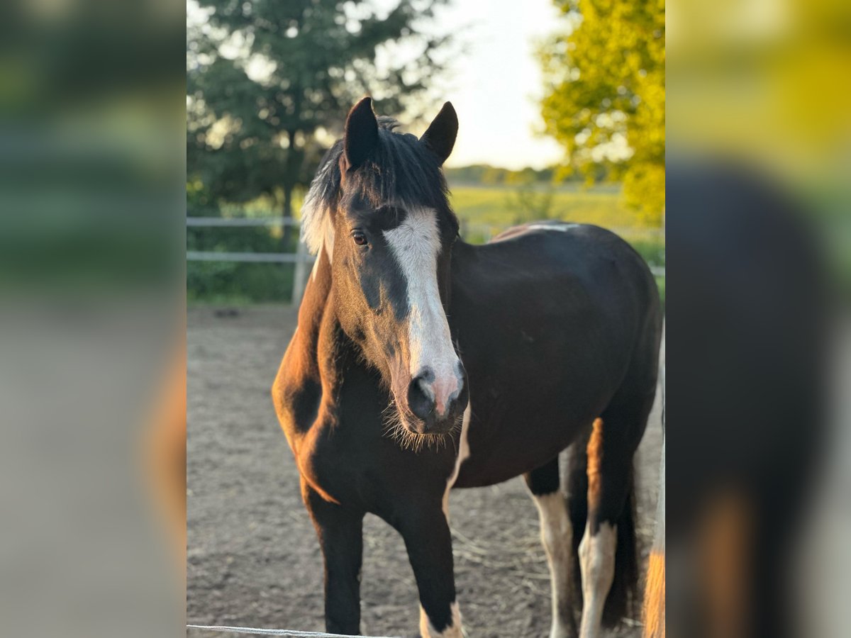 Baroque Pinto Mare 3 years 14,2 hh Pinto in Röbel