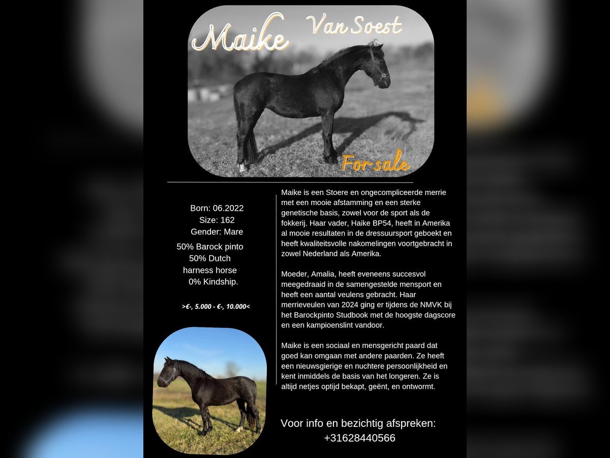 Baroque Pinto Mare 3 years 15,3 hh Black in Ermelo