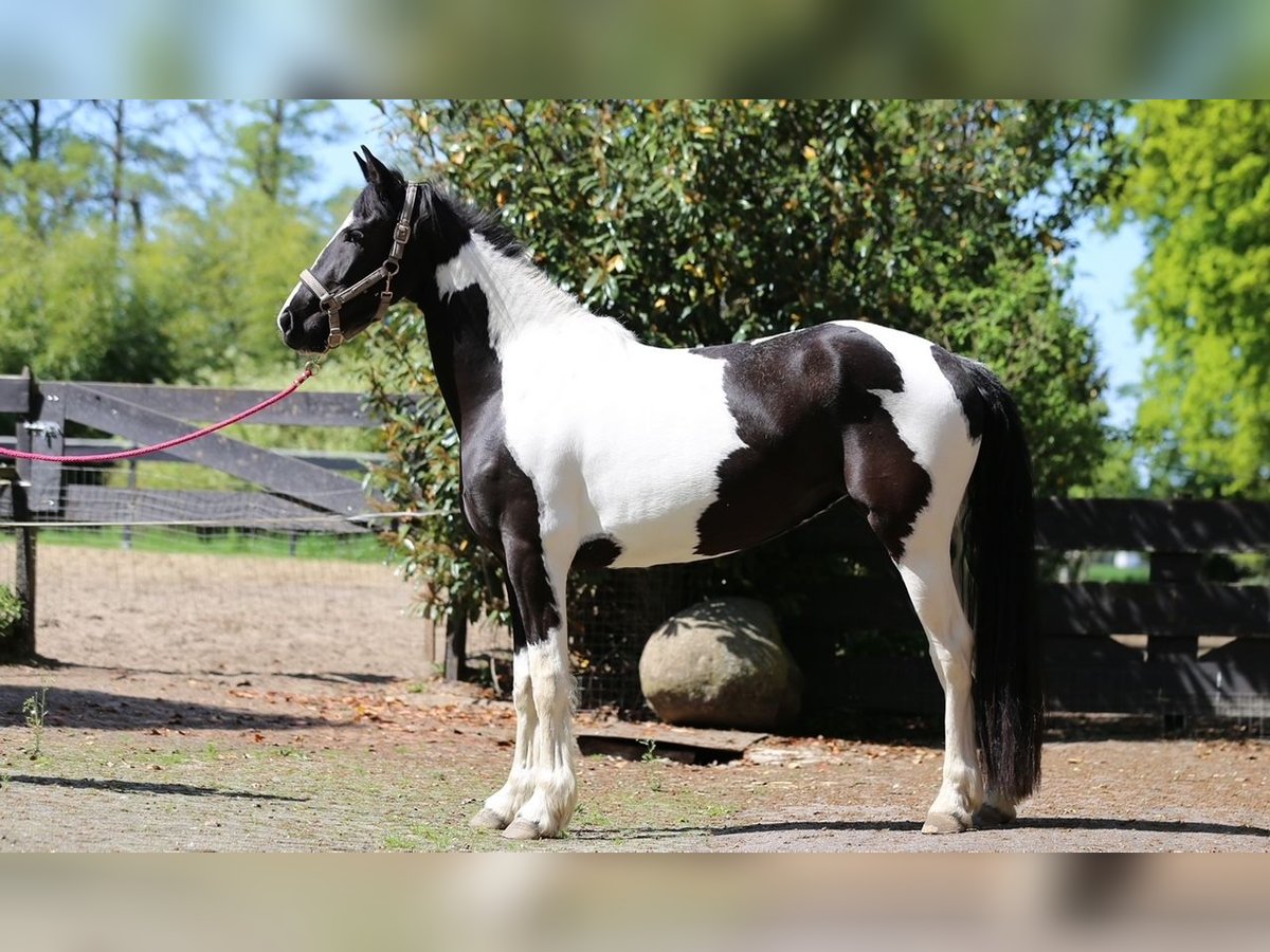 Baroque Pinto Mare 3 years 15,2 hh in Nordhorn