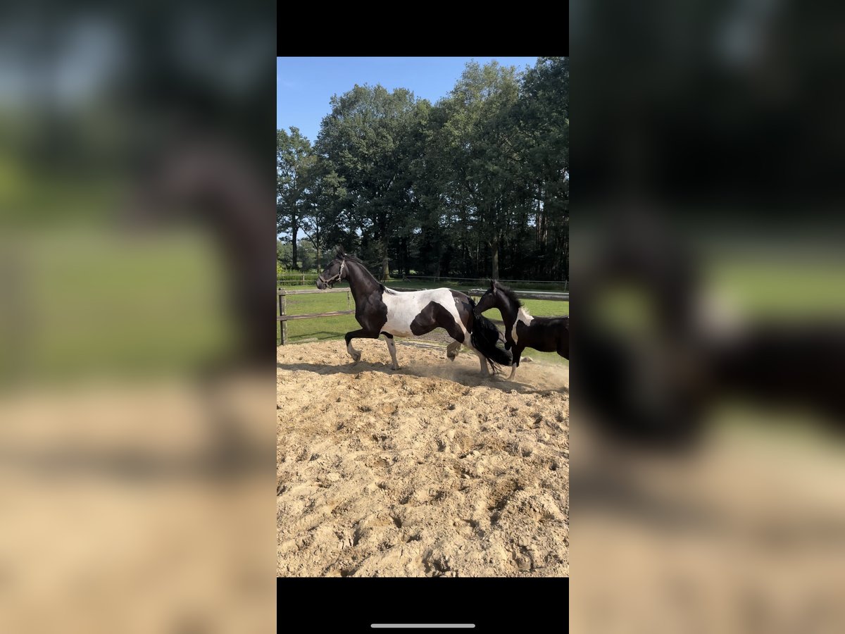 Baroque Pinto Mare 3 years 16 hh Pinto in Deurningen