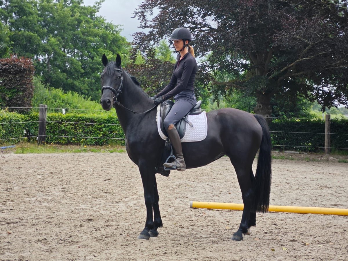 Baroque Pinto Mare 4 years 15,3 hh Black in Gro&#xDF;heide/ Leezdorf
