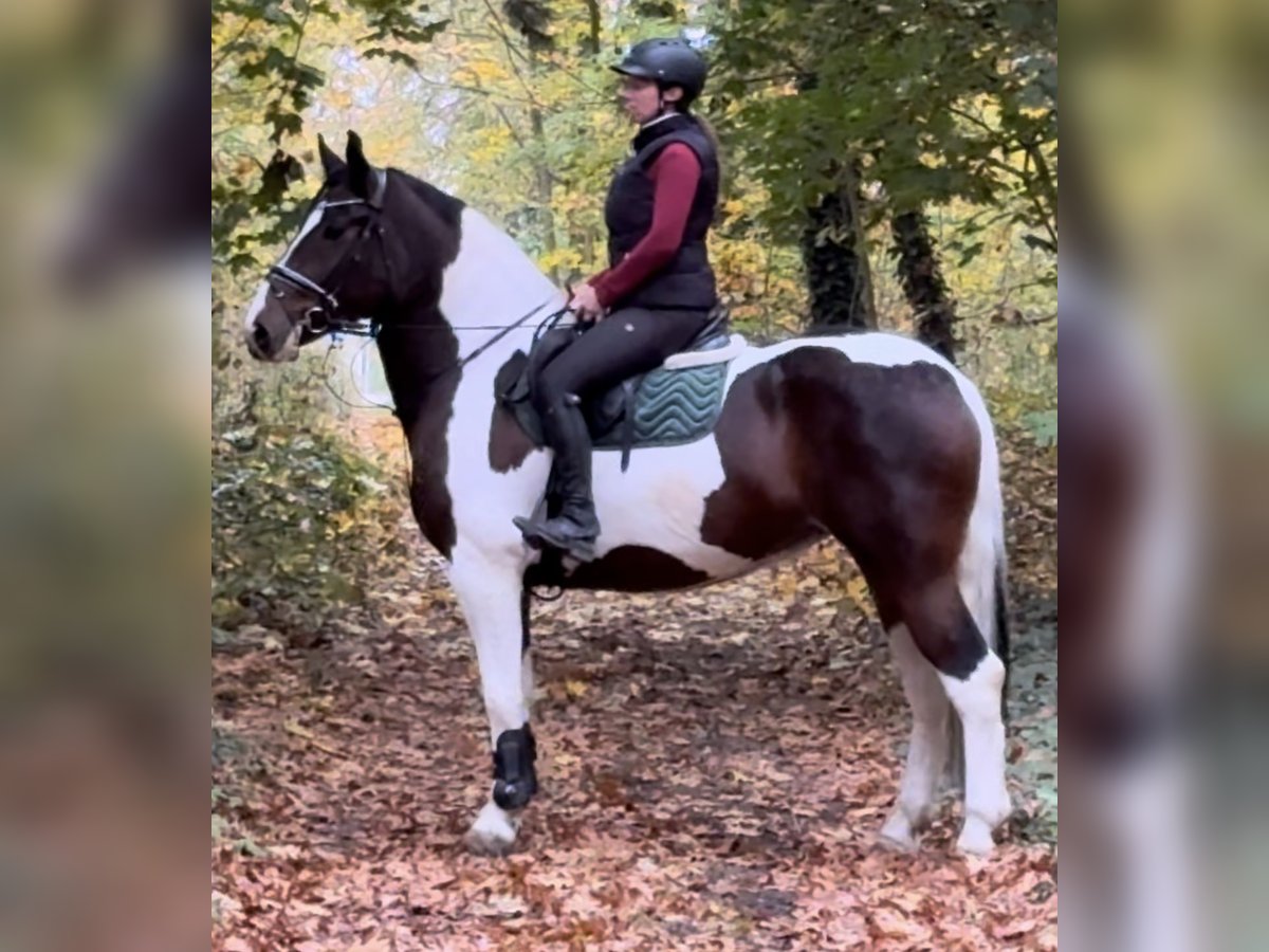 Baroque Pinto Mare 4 years 16,1 hh Pinto in Leer (Ostfriesland)