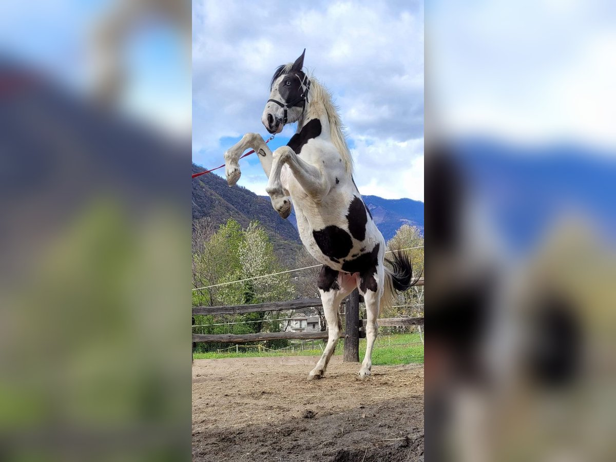 Baroque Pinto Mare 4 years 16,2 hh Tobiano-all-colors in Civo