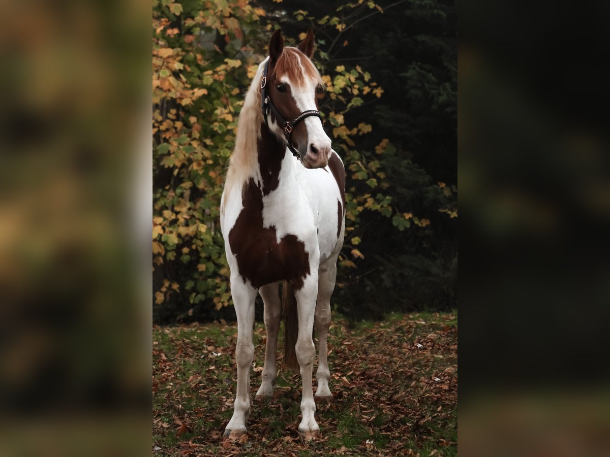 Baroque Pinto Mare 5 years 15,2 hh Pinto in Saarlouis