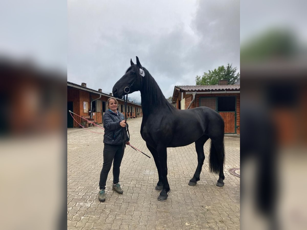 Baroque Pinto Mare 6 years 16 hh Black in Rauris
