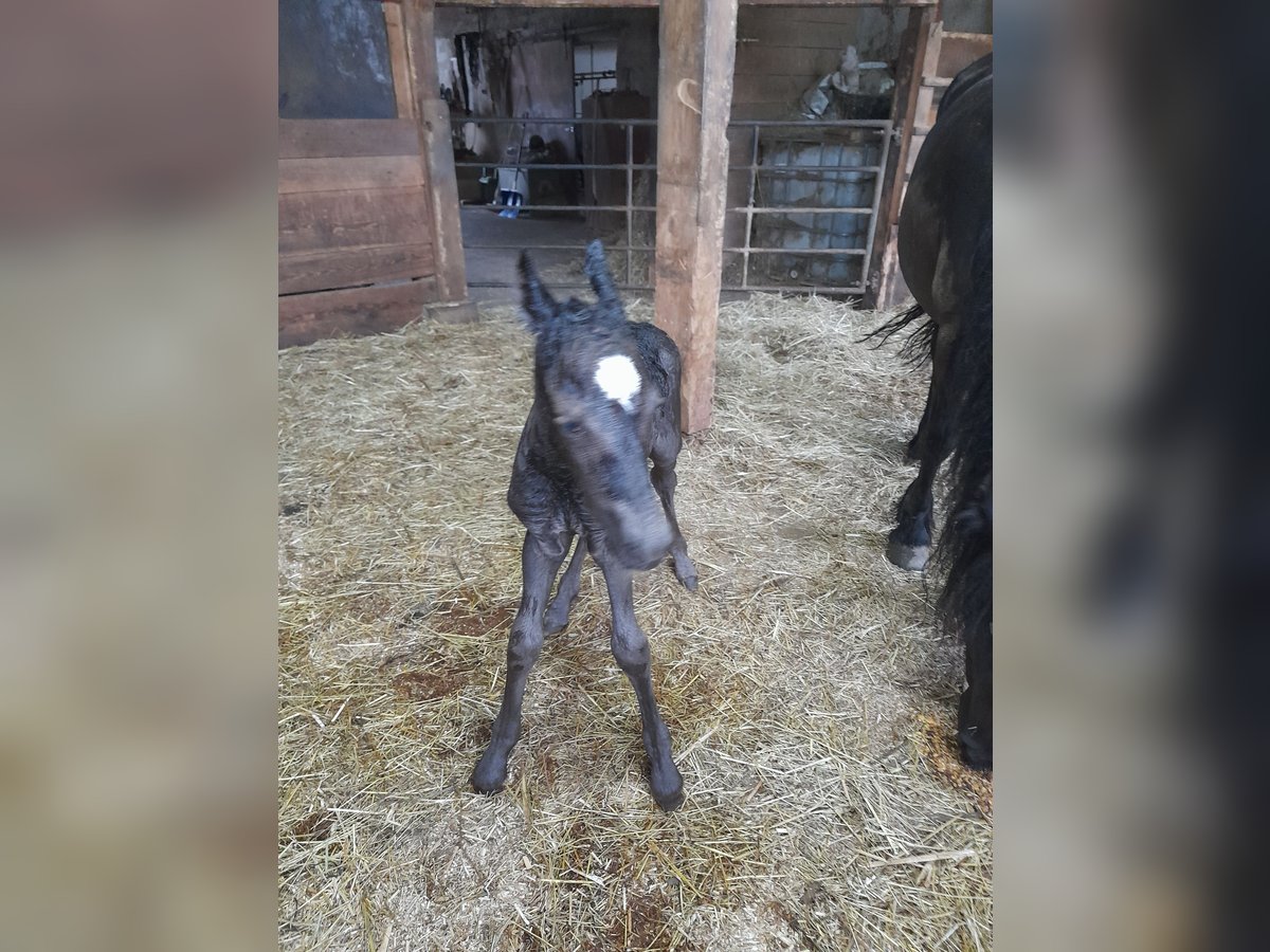 Baroque Pinto Mare Foal (07/2024) 15,1 hh Black in Arrach