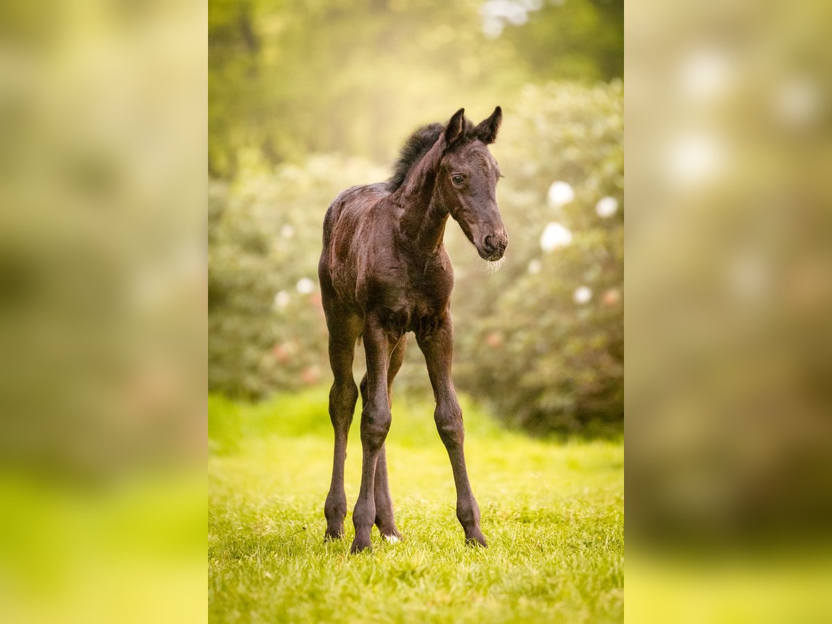 Baroque Pinto Mare  16 hh Black in Almelo